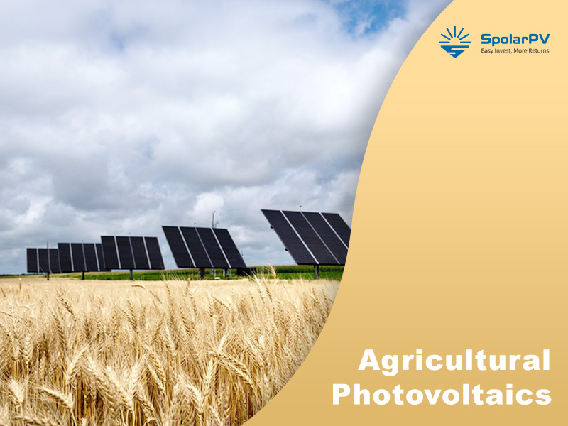 Uno studio olandese è a favore dell’agrivoltaico verticale; Tendenze dei pannelli solari avanzati di SpolarPV