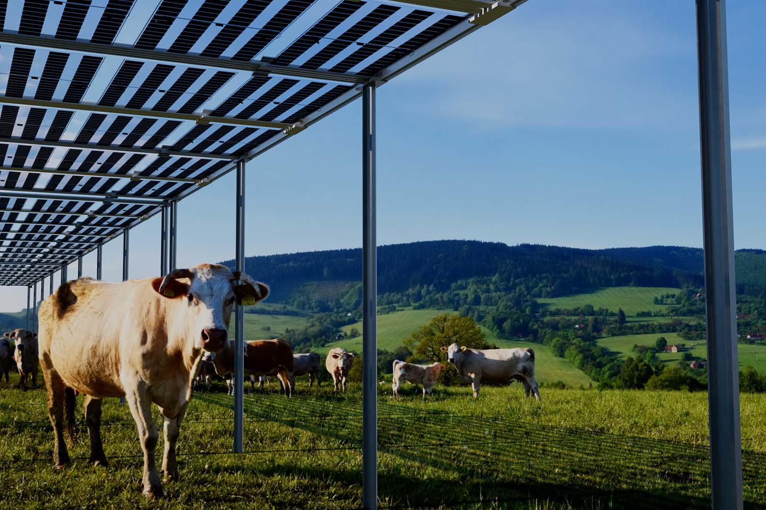 Spain’s Agrivoltaic Subsidies: How AgriPV is Shaping the Future of Farming & Solar Energy